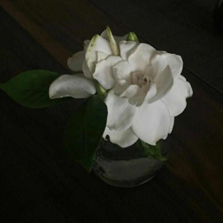 永野芽郁（饰 三条燕） - 独播剧场VIP在线观看 - 客户端直播
